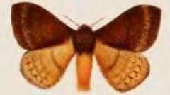 Image of Cotana lunulata Bethune-Baker 1904