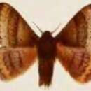 Image of Cotana brunnescens Rothschild 1917