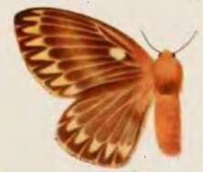 Image of Cotana dubia Bethune-Baker 1904