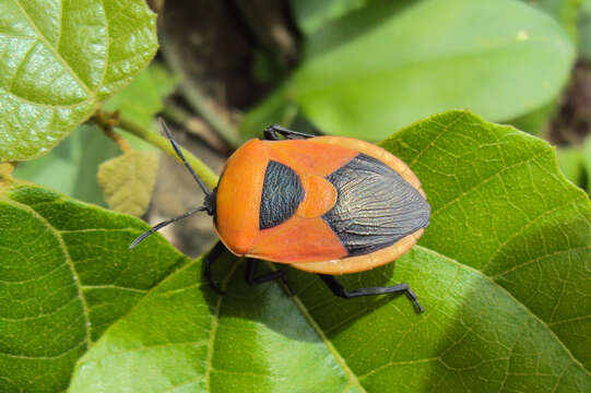 Image of <i>Coridius janus</i>