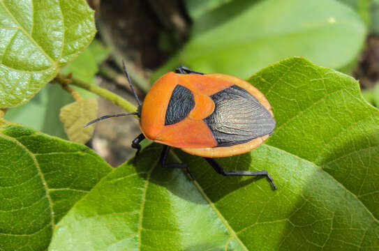 Image of <i>Coridius janus</i>