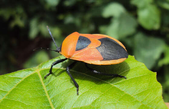 Image of <i>Coridius janus</i>