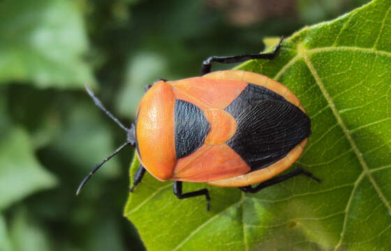 Image of <i>Coridius janus</i>