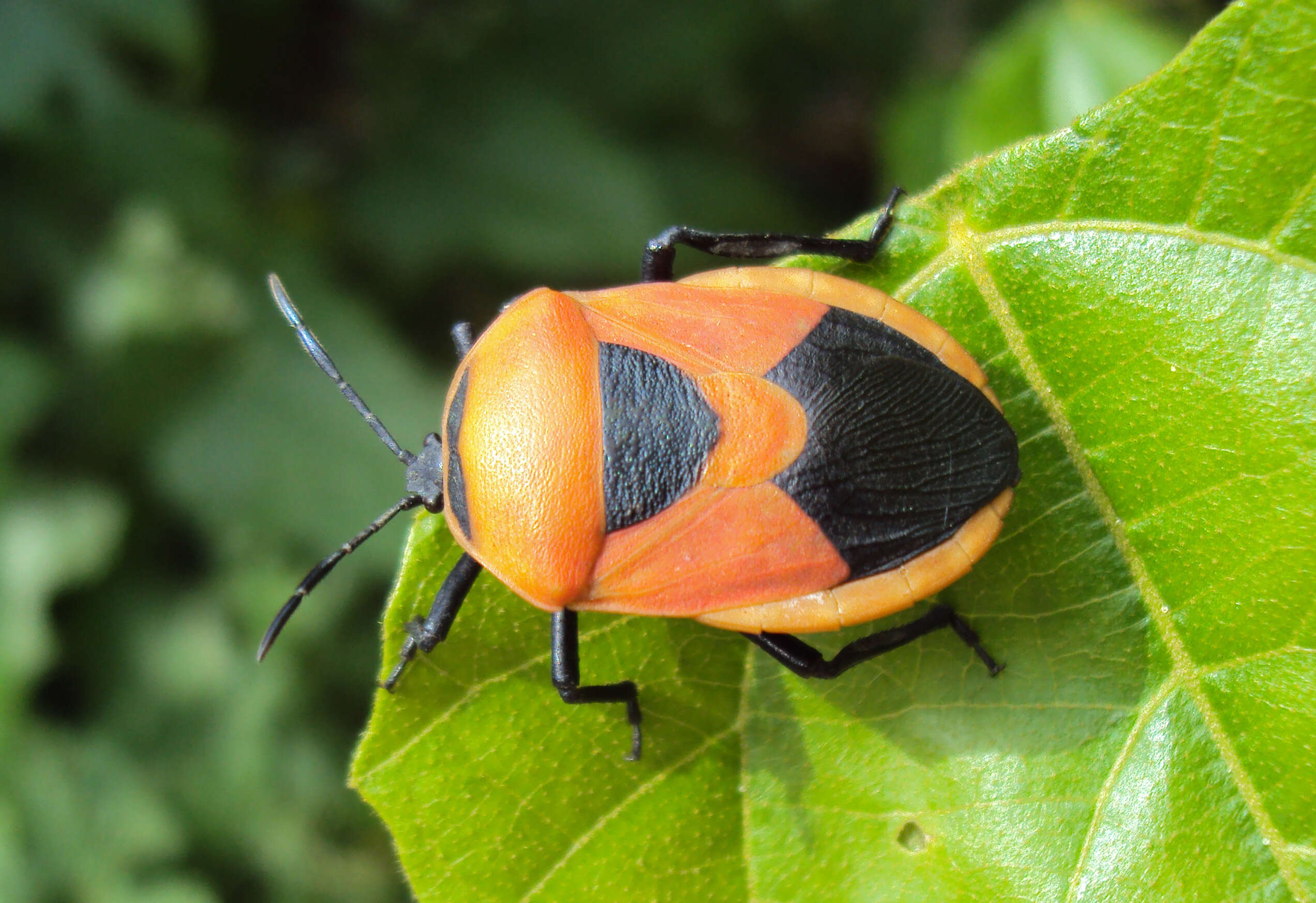 <i>Coridius janus</i>的圖片