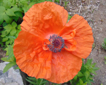 Image of Armenian poppy