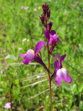 Image de Linaria bipartita (Vent.) Willd.