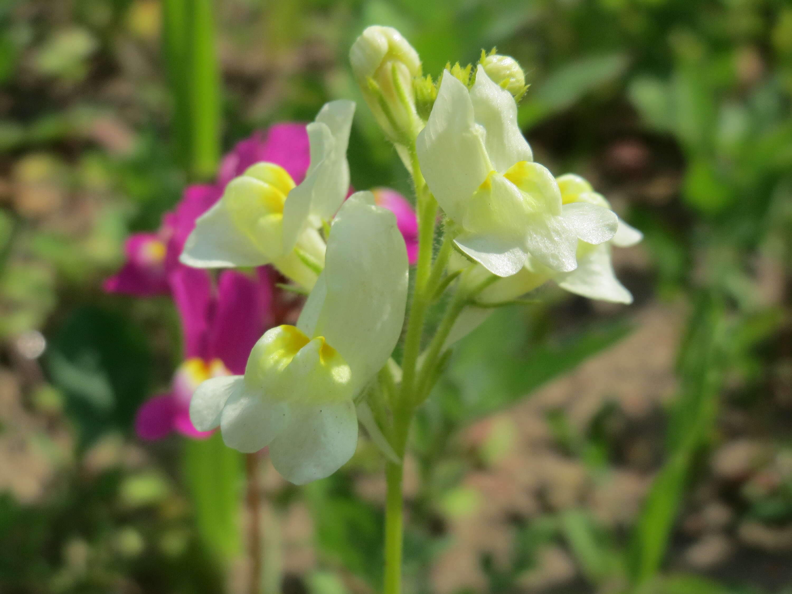 Image of clovenlip toadflax