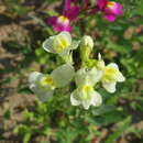 Imagem de Linaria bipartita (Vent.) Willd.