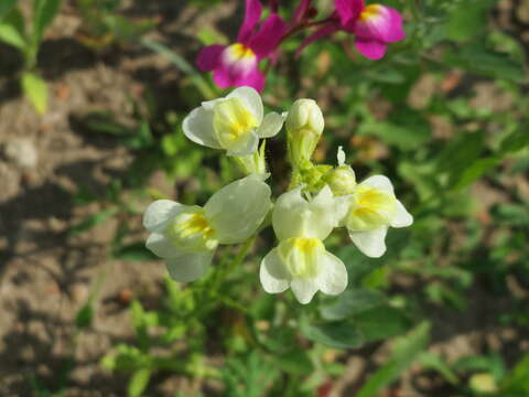 Image de Linaria bipartita (Vent.) Willd.