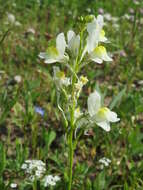 Image of clovenlip toadflax