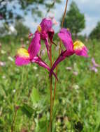 Image of clovenlip toadflax