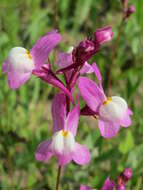 Image de Linaria bipartita (Vent.) Willd.