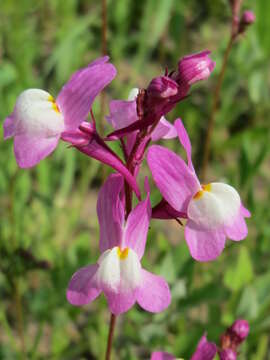 Image of clovenlip toadflax