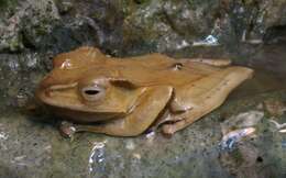 Image of File-Eared Tree Frog