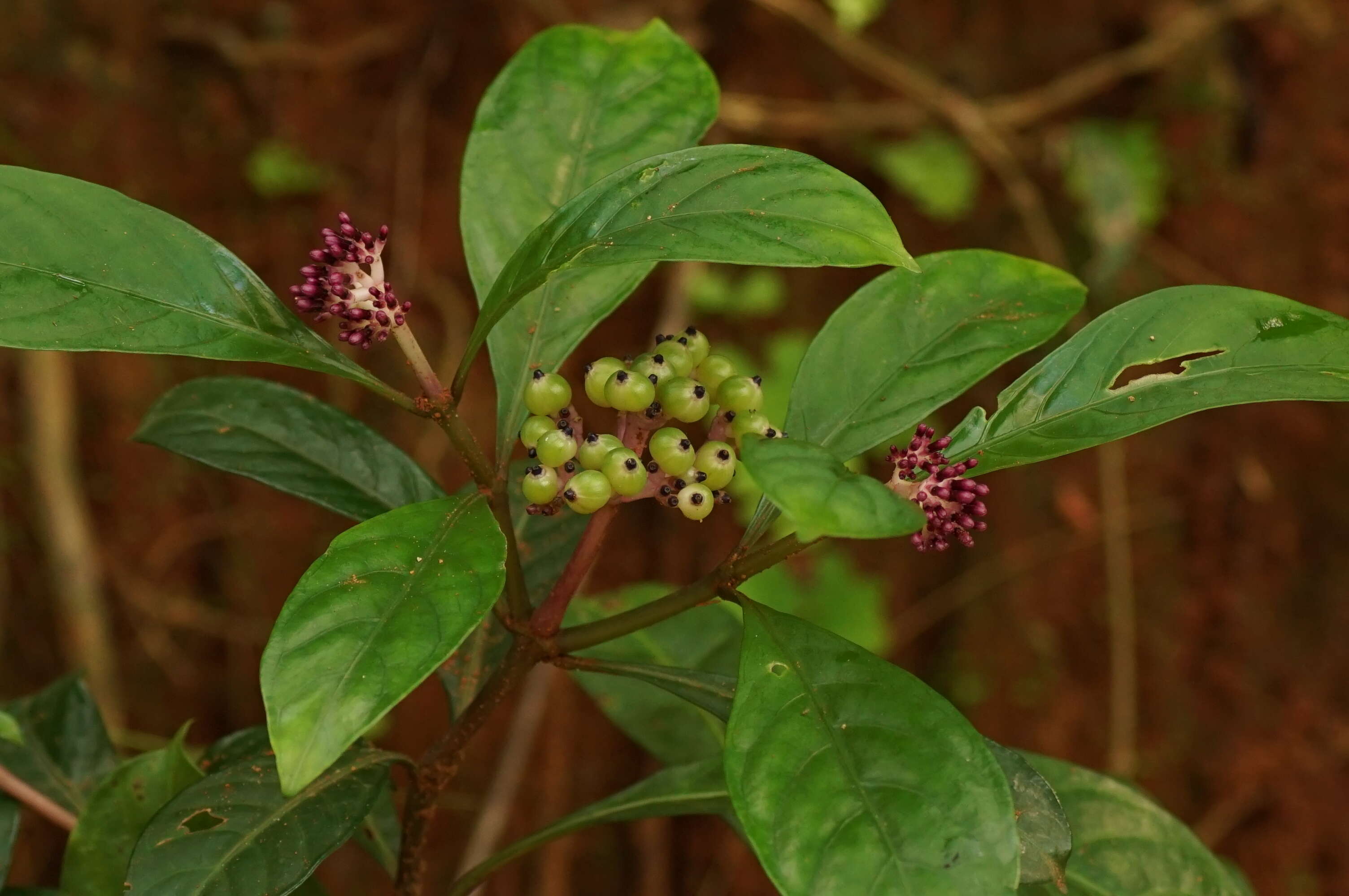 Imagem de Chassalia curviflora (Wall.) Thwaites