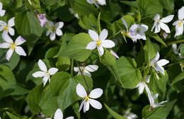 Imagem de Viola canadensis L.