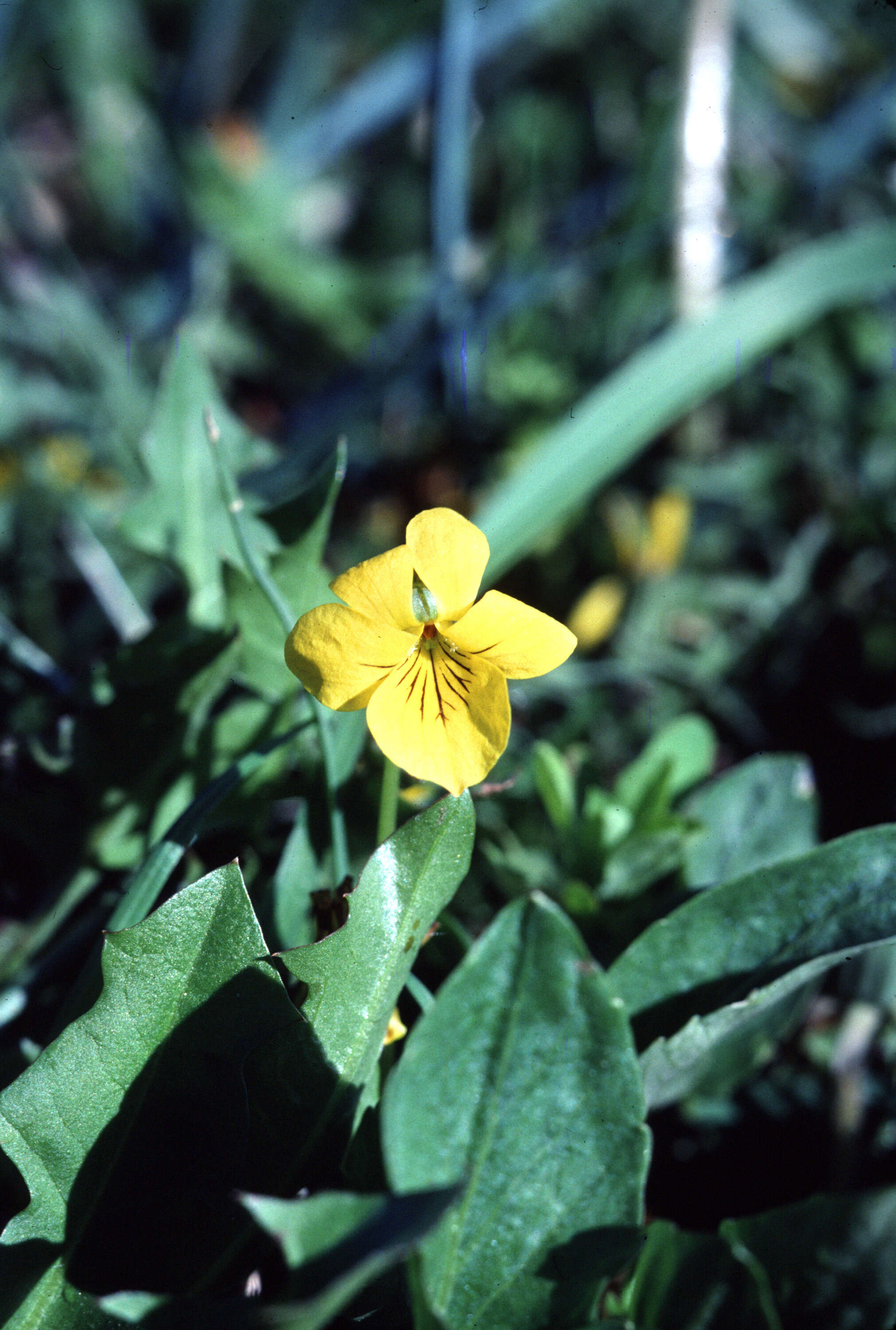 Image of Nuttall's violet