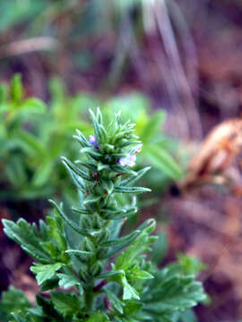 Image de Verbena bracteata Cav. ex Lag. & Rodr.