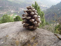 Image of Cheer pine