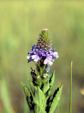 Image of hoary verbena