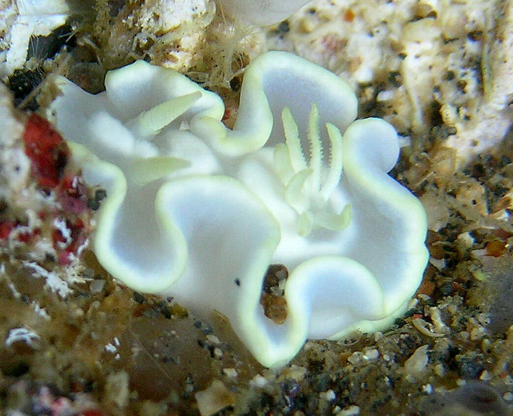 Image of Pale white slug