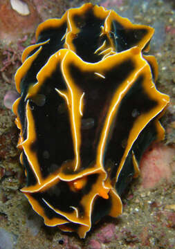 Image of Orange ridge black slug