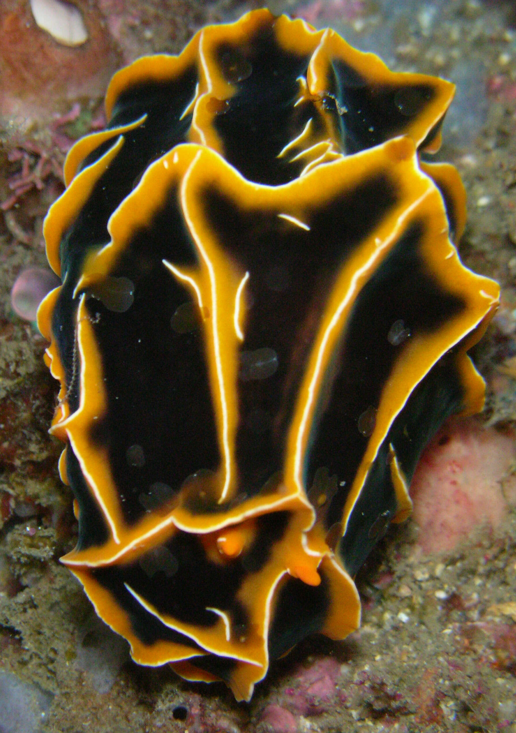 Image of Orange ridge black slug