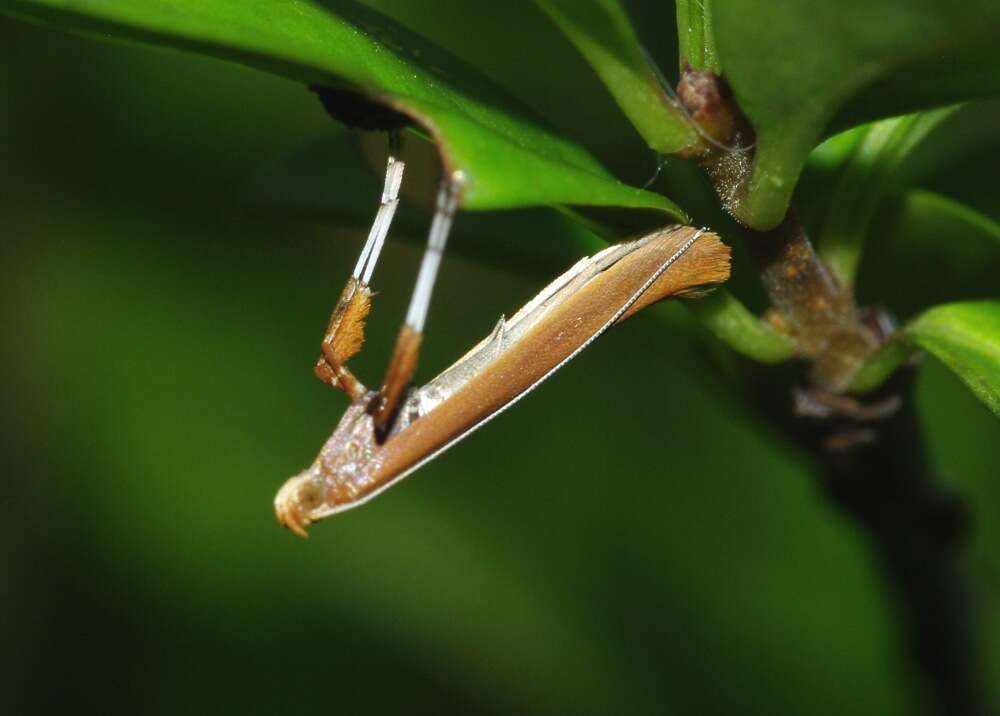 Imagem de Caloptilia betulicola (M. Hering 1928)