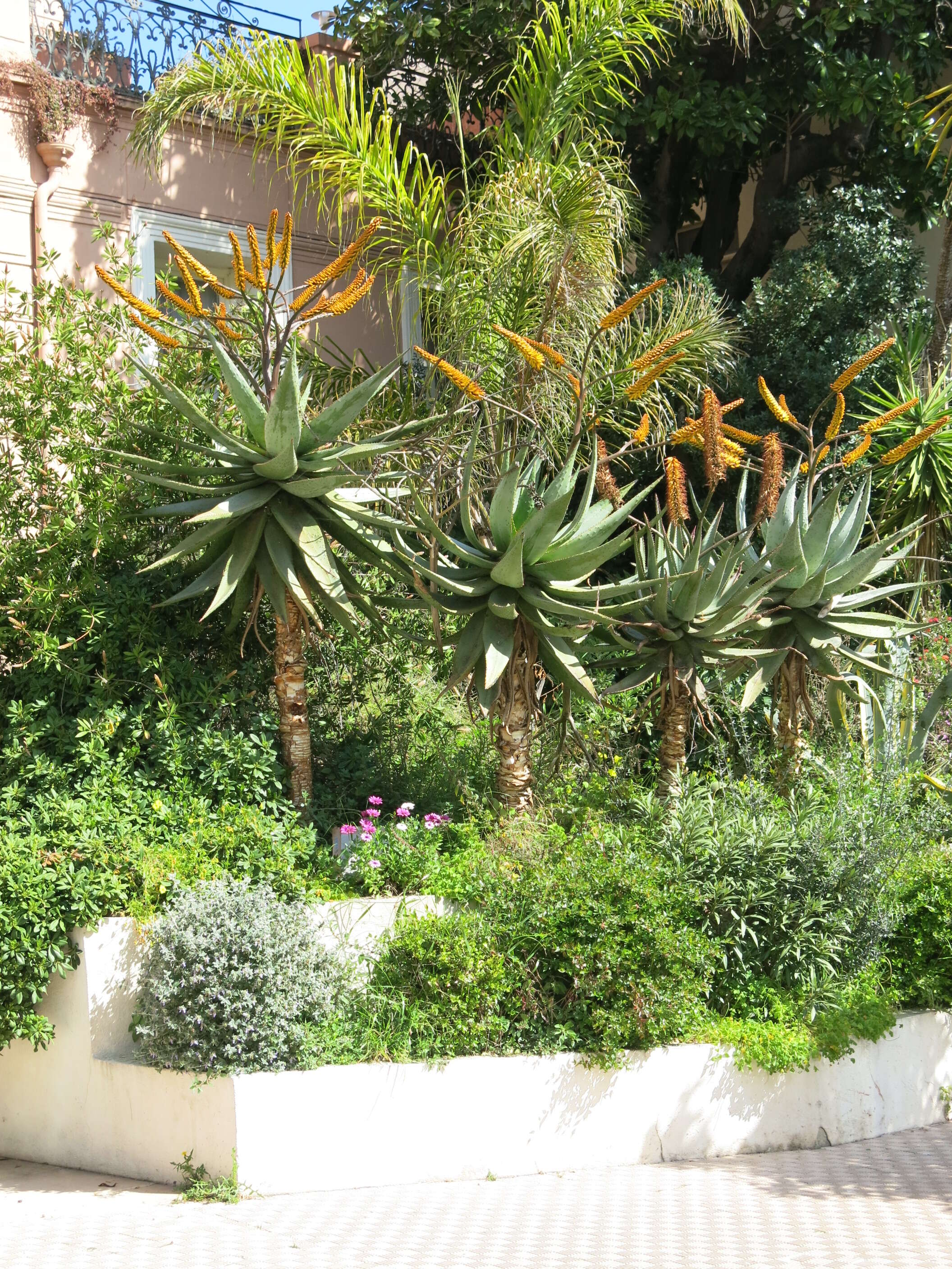 Image of Mountain aloe