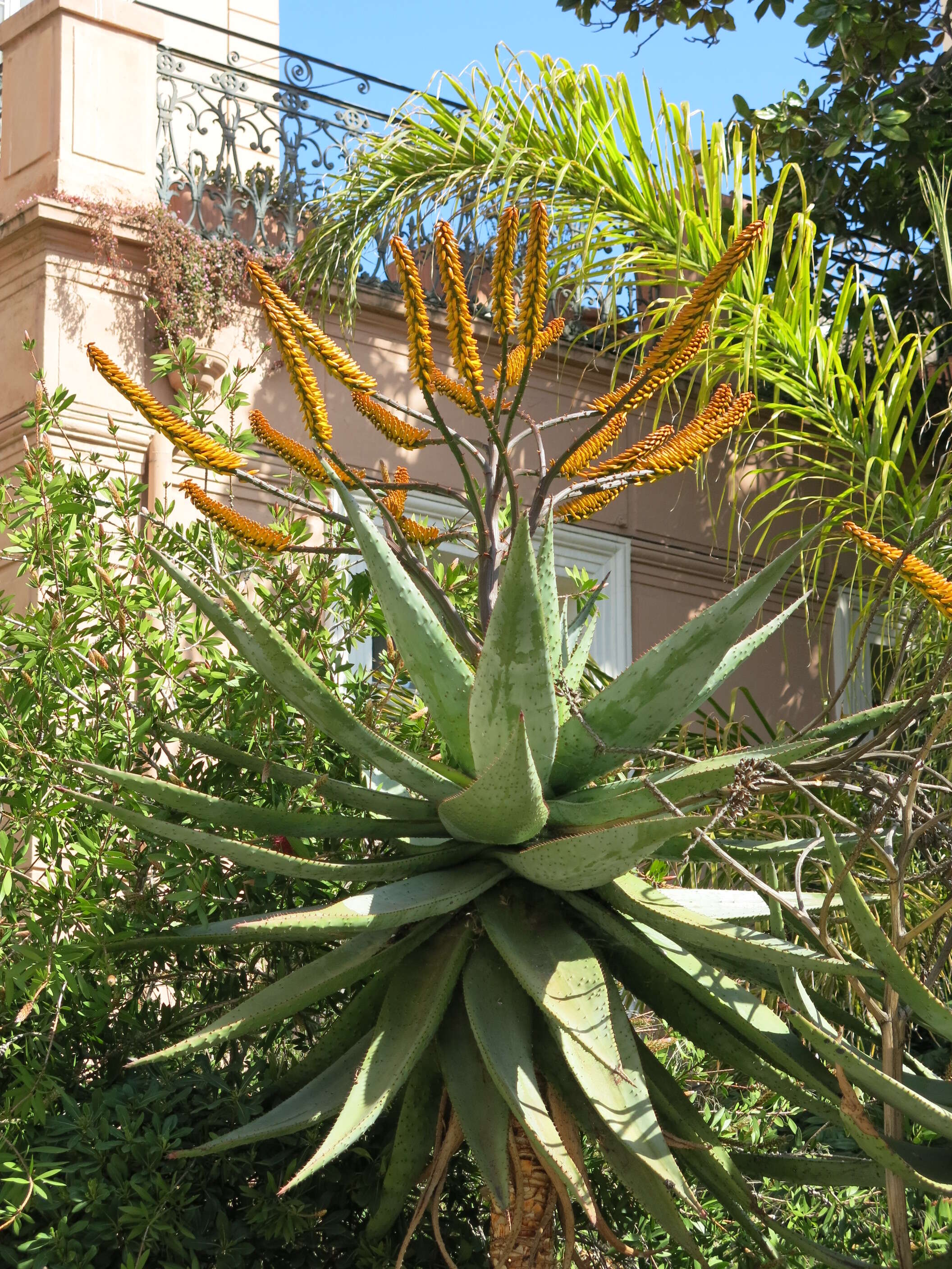 Image of Mountain aloe