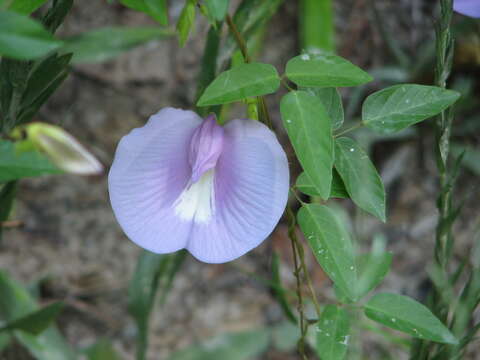 Image of spurred butterfly pea