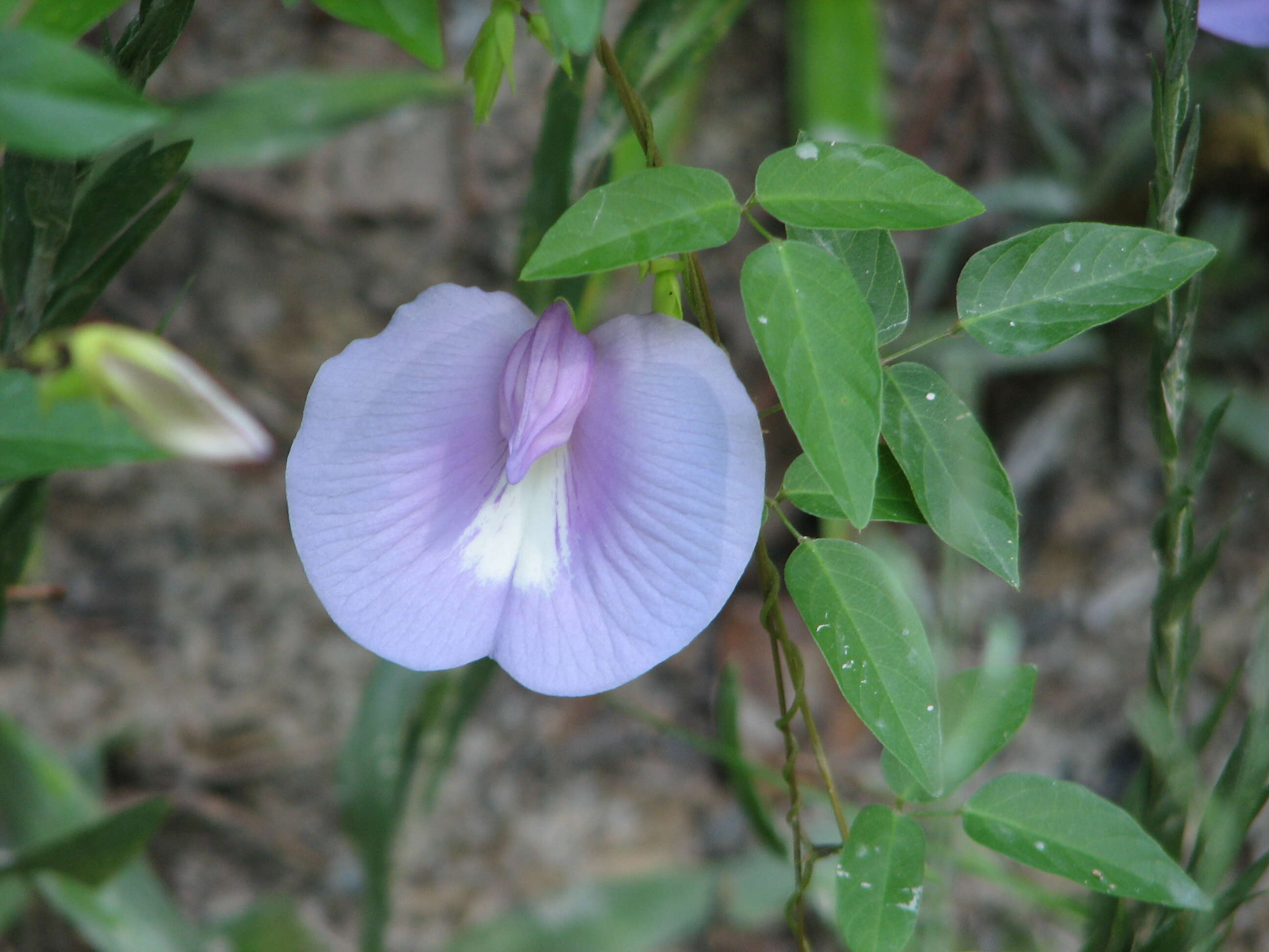 Image of spurred butterfly pea