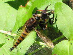 Image of Red-footed Cannibalfly