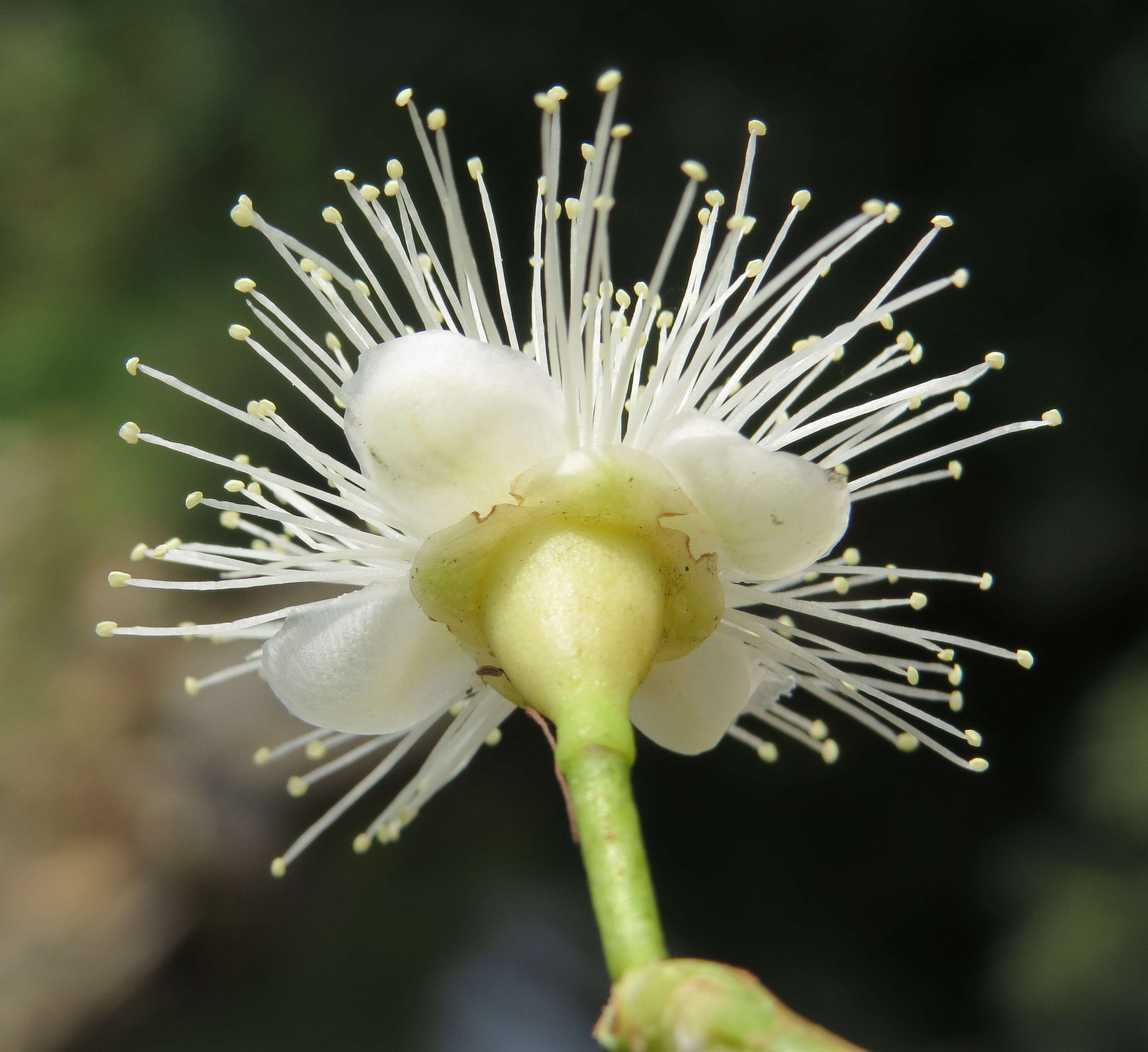 Imagem de Syzygium hemisphericum (Walp.) Alston