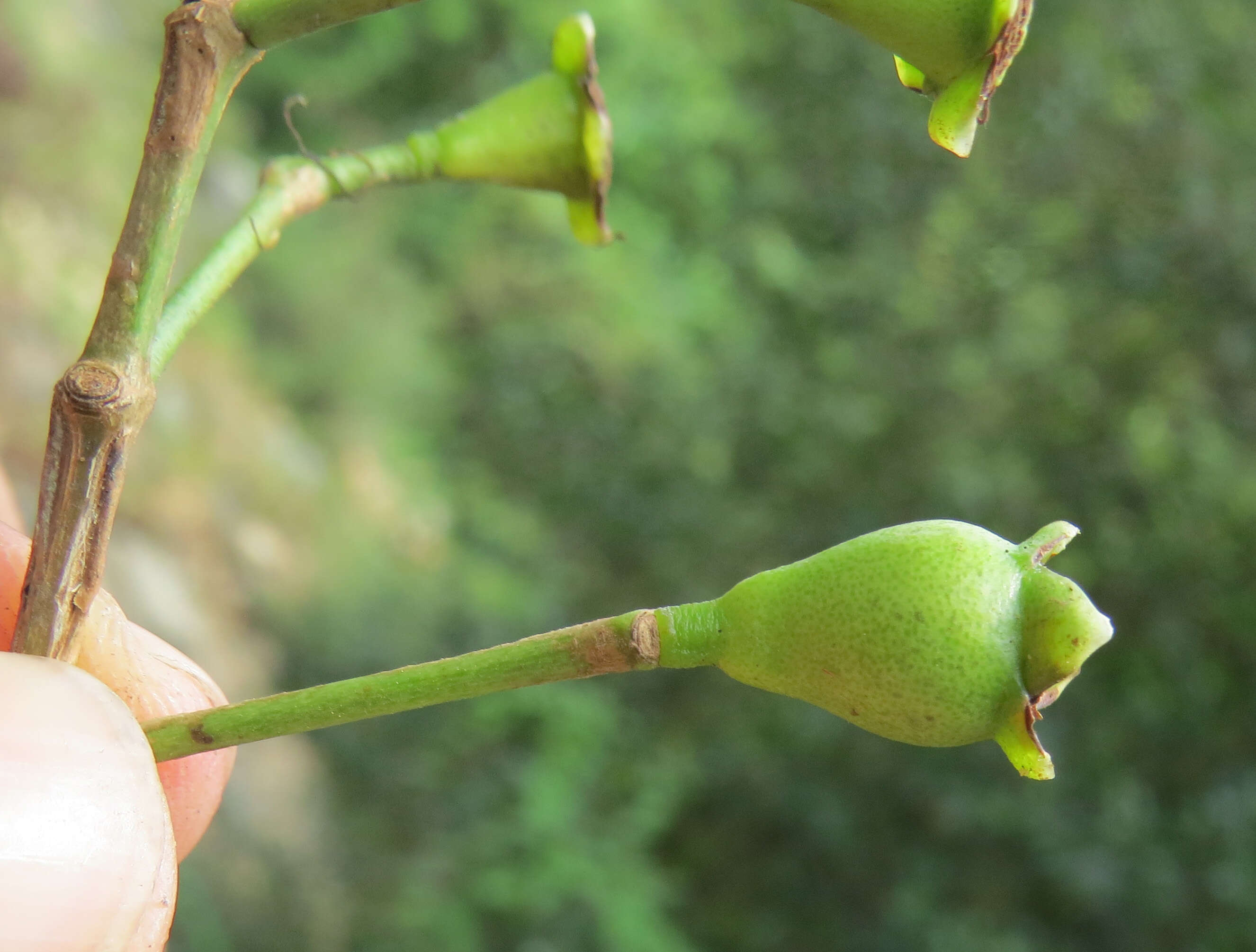 Imagem de Syzygium hemisphericum (Walp.) Alston