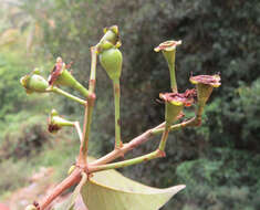 Imagem de Syzygium hemisphericum (Walp.) Alston