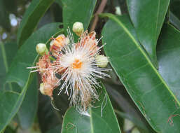 Imagem de Syzygium hemisphericum (Walp.) Alston