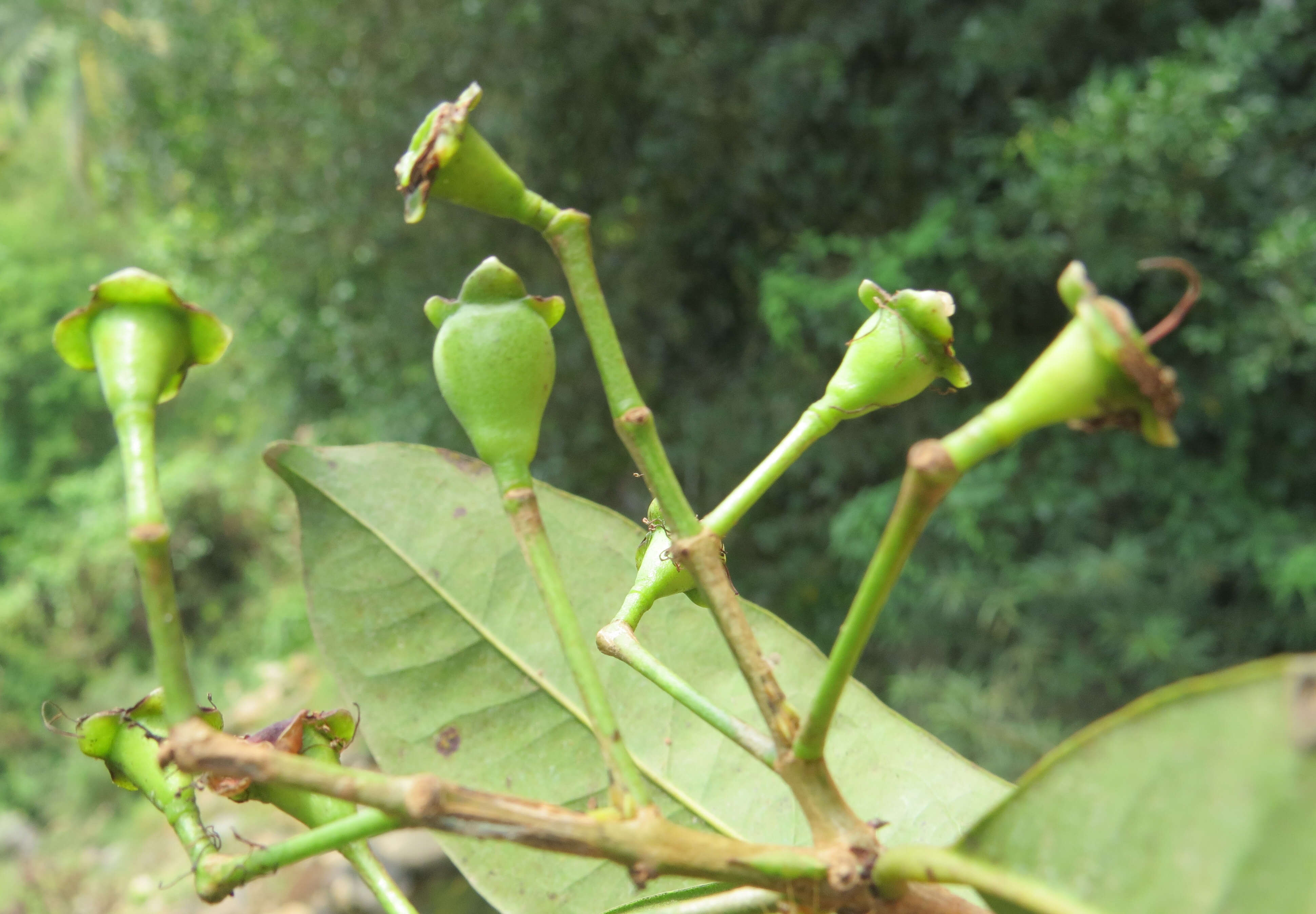 Imagem de Syzygium hemisphericum (Walp.) Alston