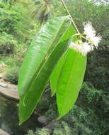 Imagem de Syzygium hemisphericum (Walp.) Alston