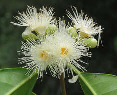 Imagem de Syzygium hemisphericum (Walp.) Alston