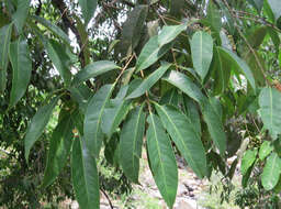 Imagem de Syzygium hemisphericum (Walp.) Alston