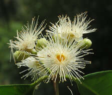 Imagem de Syzygium hemisphericum (Walp.) Alston