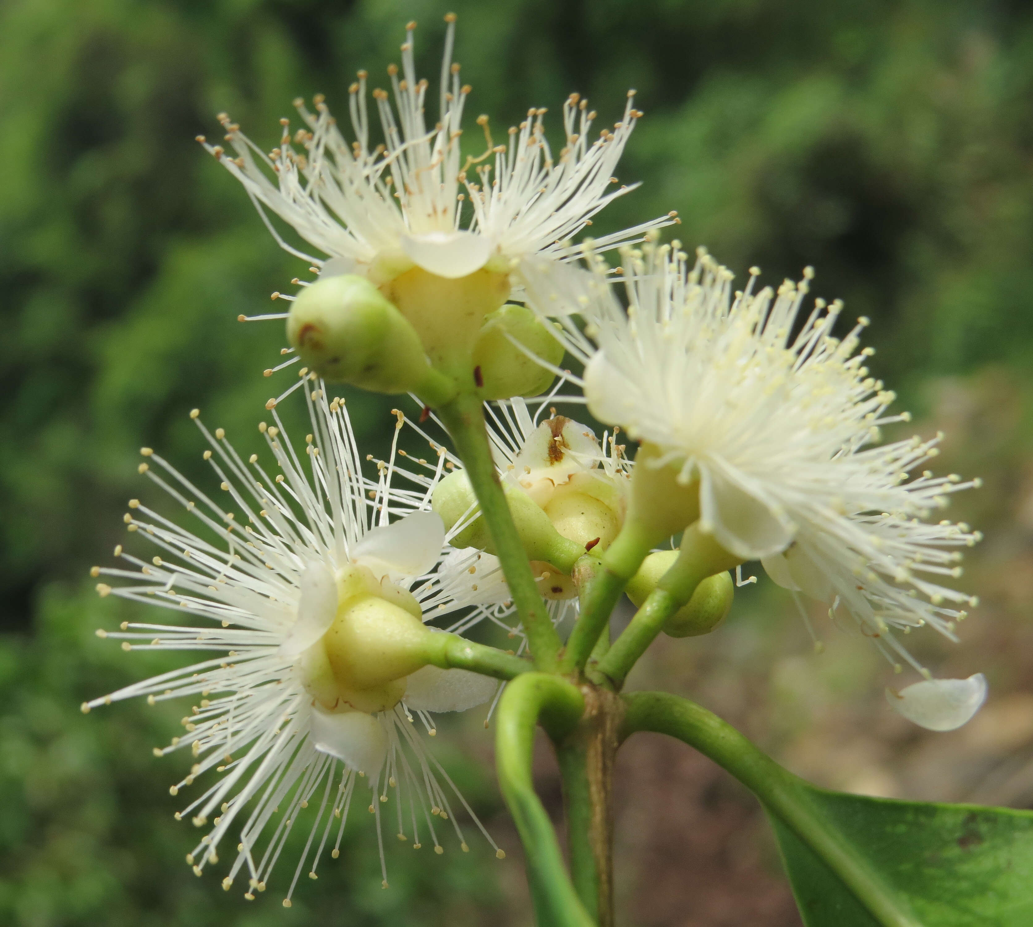 Imagem de Syzygium hemisphericum (Walp.) Alston