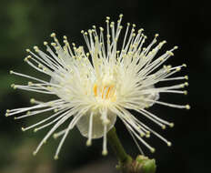 Imagem de Syzygium hemisphericum (Walp.) Alston