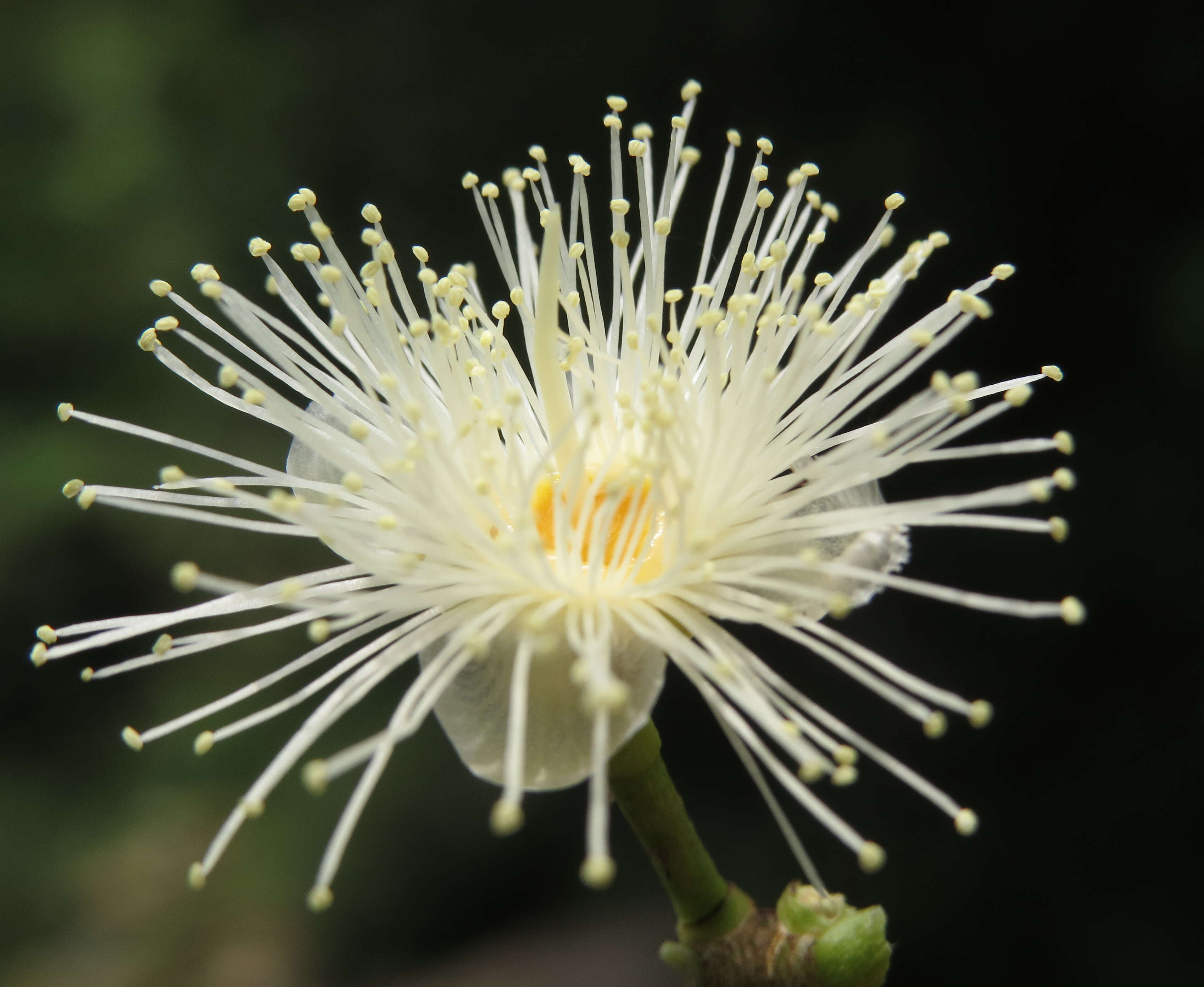 Imagem de Syzygium hemisphericum (Walp.) Alston