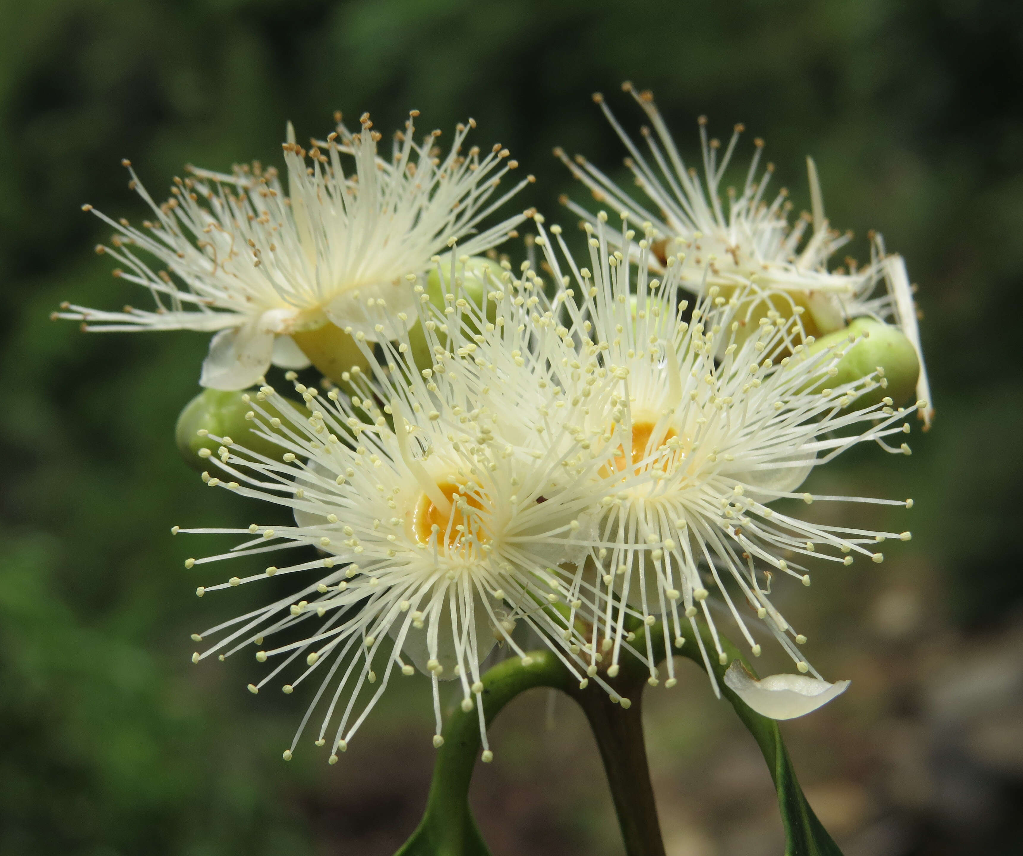 Imagem de Syzygium hemisphericum (Walp.) Alston