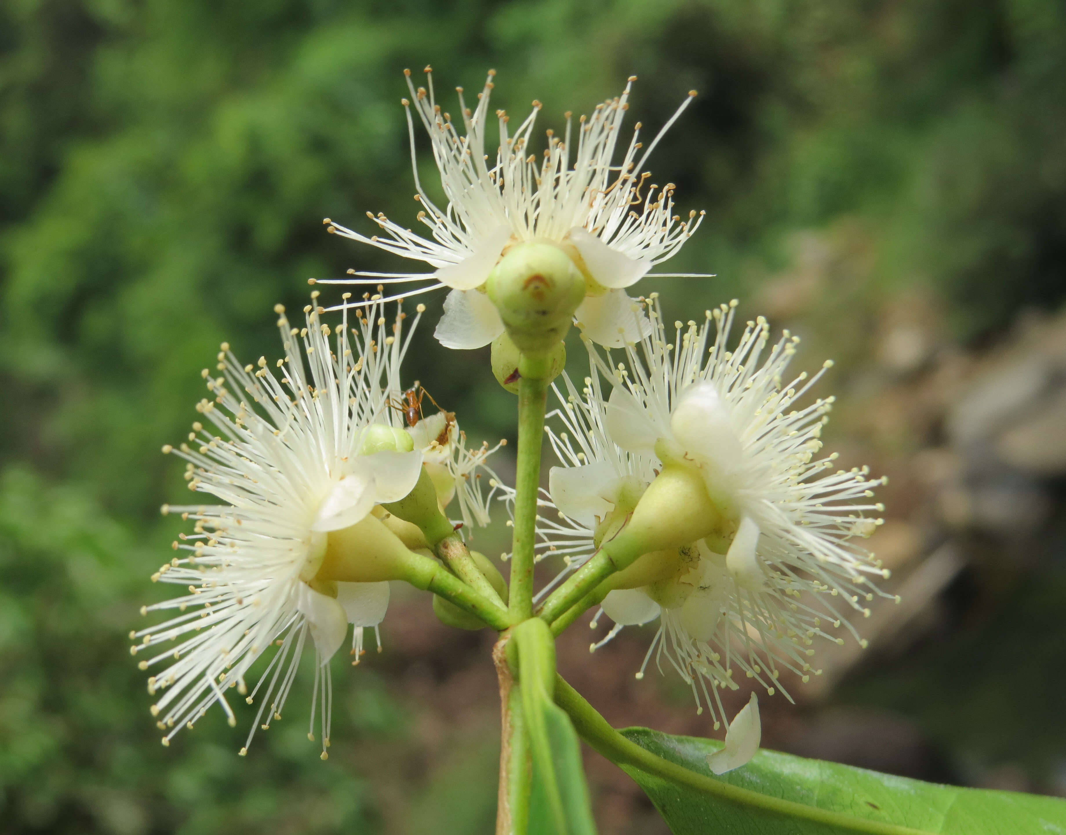 Imagem de Syzygium hemisphericum (Walp.) Alston