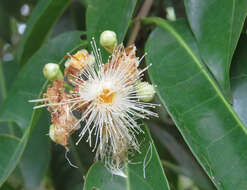 Imagem de Syzygium hemisphericum (Walp.) Alston