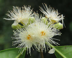 Imagem de Syzygium hemisphericum (Walp.) Alston