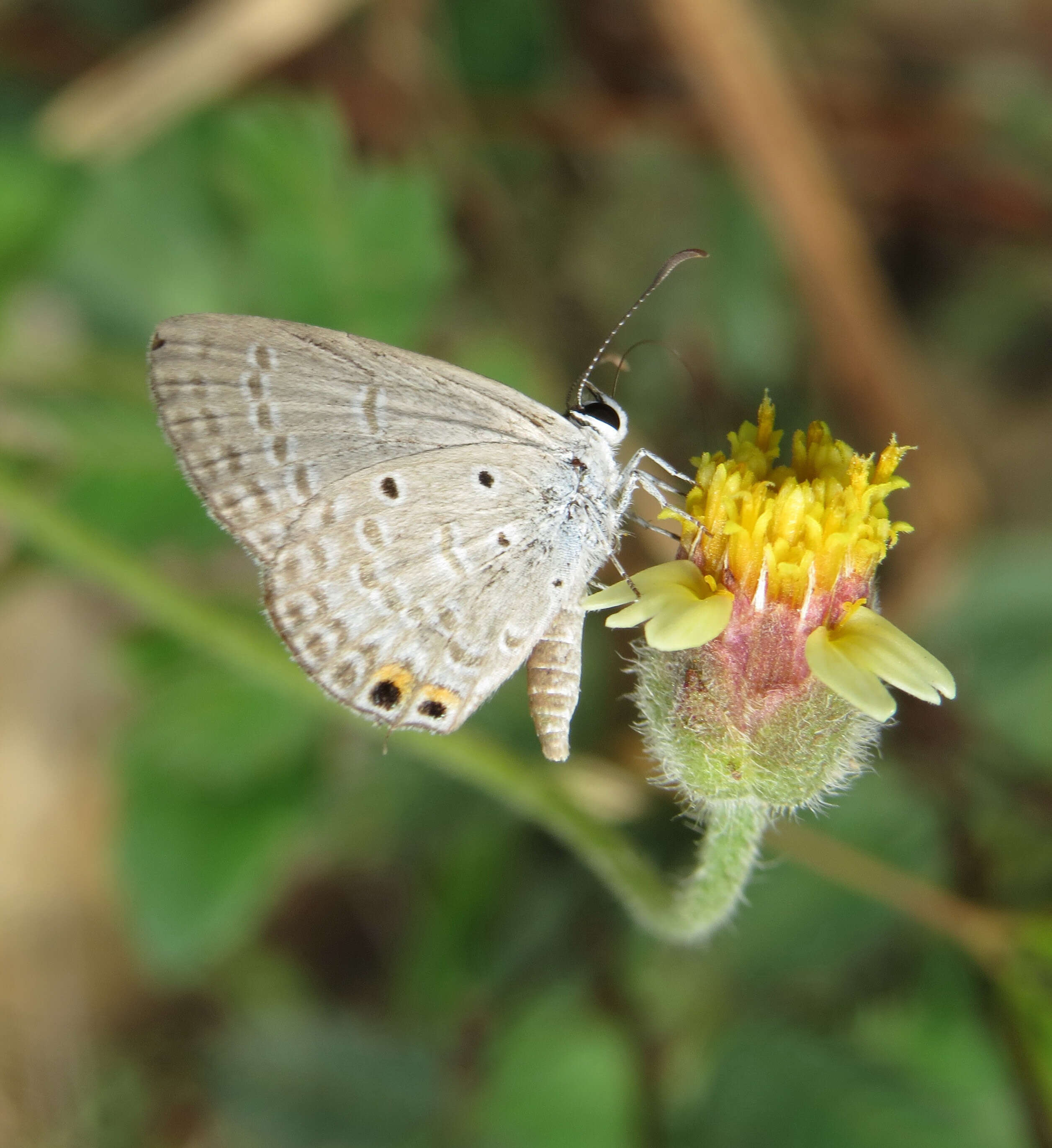 صورة Euchrysops cnejus (Fabricius 1798)